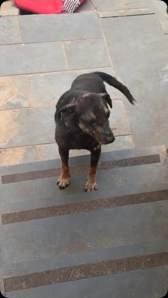 Jorge, cachorro de porte pequeno para adoção em Valinhos - SP
