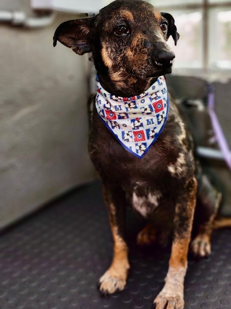 Jorginho, cachorro de porte pequeno para adoção em Valinhos - SP