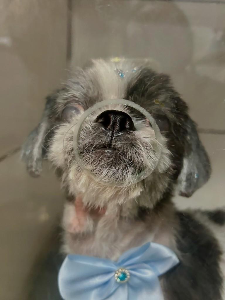 Coisiquinha Linda, cachorro de porte pequeno para adoção em Valinhos - SP