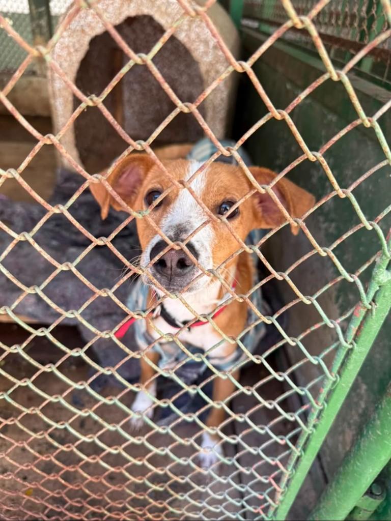 Sarney, cachorro de porte pequeno para adoção em Valinhos - SP