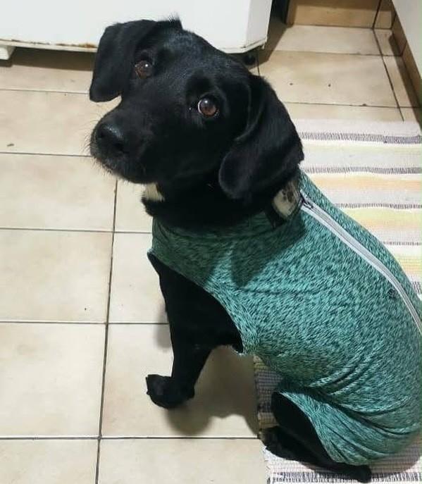 Pietra, cadela de porte pequeno para adoção em Valinhos - SP