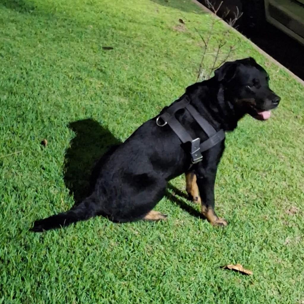 Negão, cachorro de porte médio para adoção em Valinhos - SP