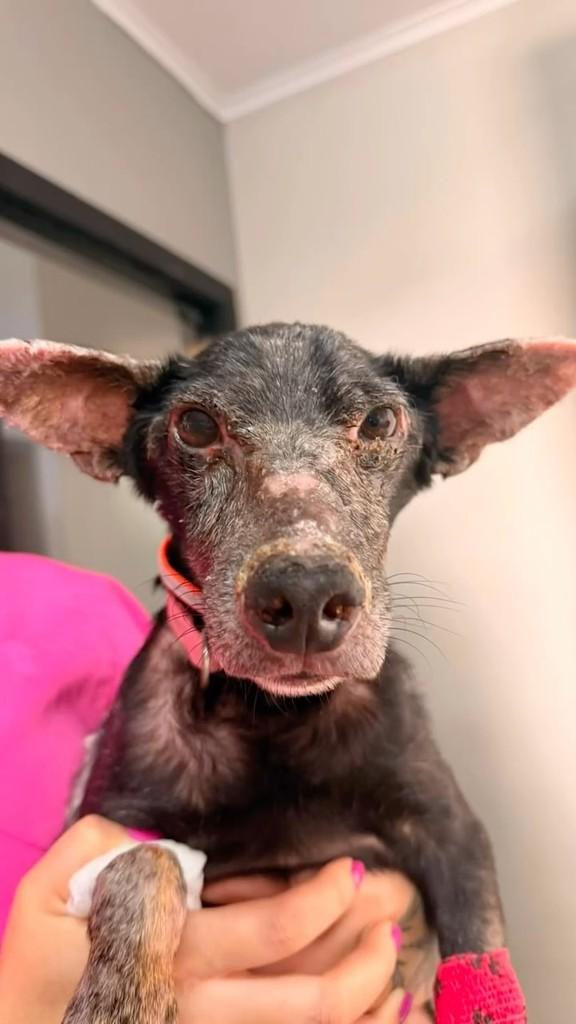 Pingo, cachorro de porte pequeno para adoção em Valinhos - SP