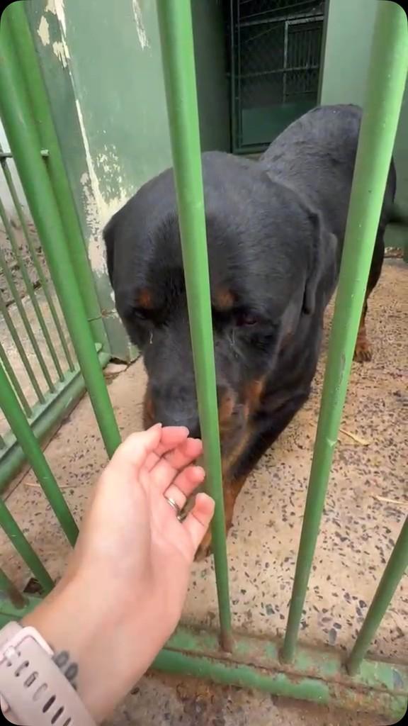 Tiquinho, cachorro de porte grande para adoção em Valinhos - SP