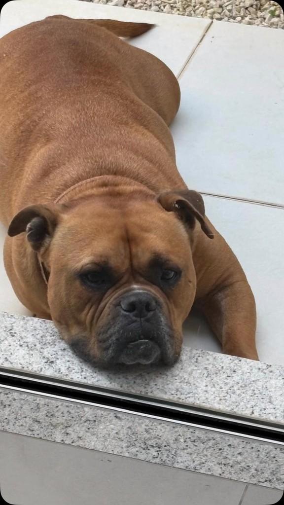 Thor, cachorro de porte grande para adoção em Louveira - SP