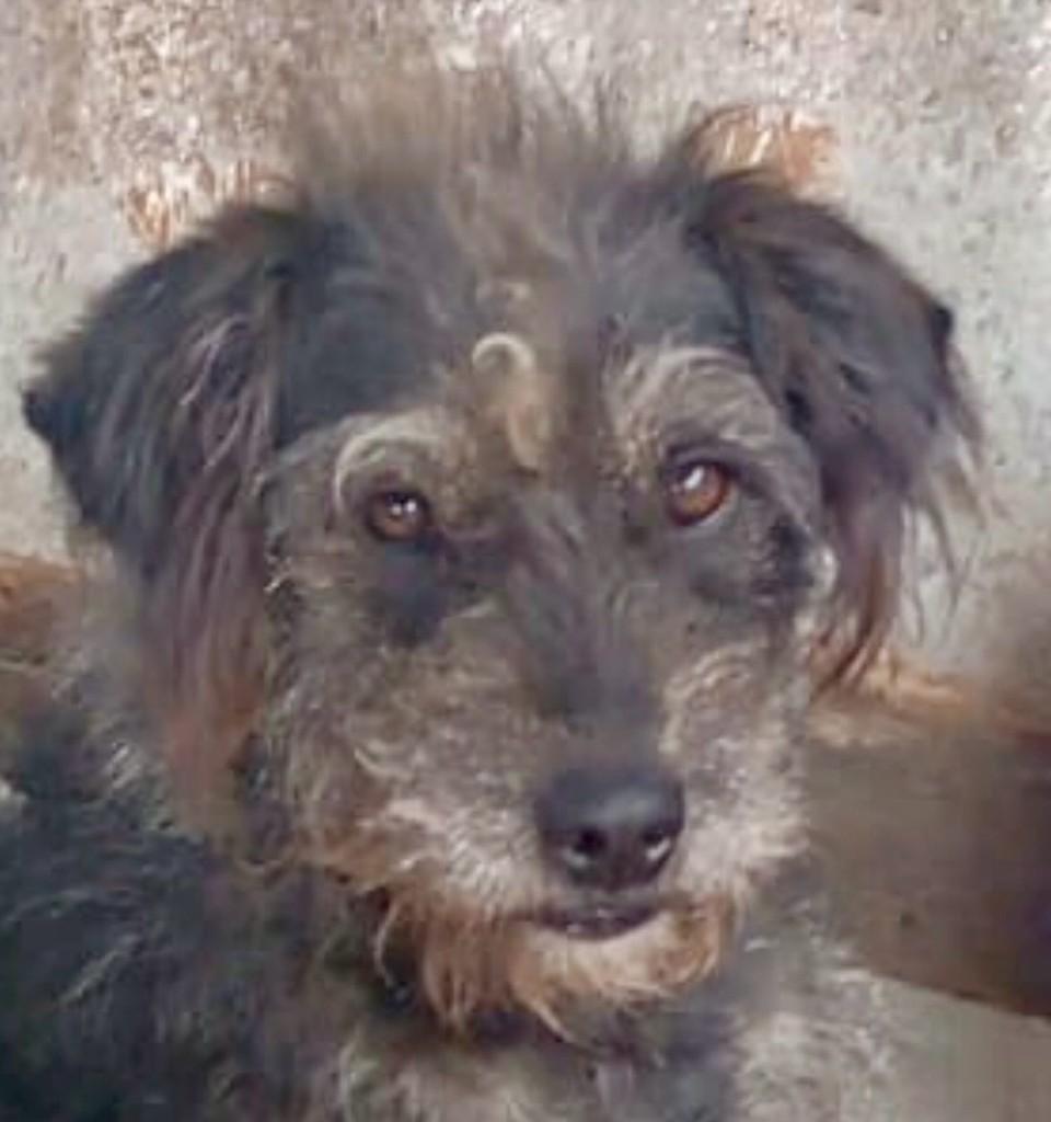Kiara, cachorro de porte médio para adoção em Valinhos - SP