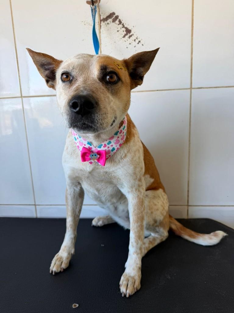 Princesa, cadela de porte pequeno para adoção em Valinhos - SP