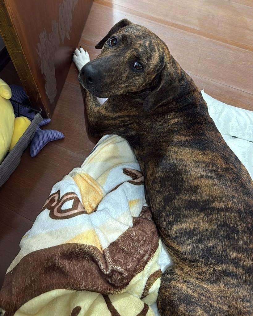Maria, cadela de porte médio para adoção em Valinhos - SP — foto 4 de 5