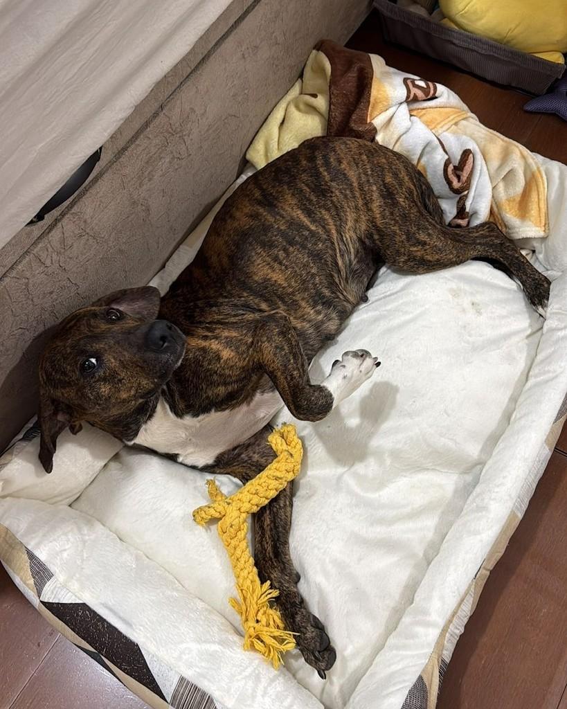Maria, cadela de porte médio para adoção em Valinhos - SP — foto 5 de 5
