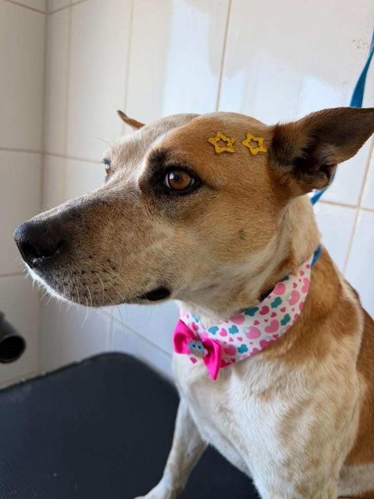 Brisa, cadela de porte médio para adoção em Valinhos - SP