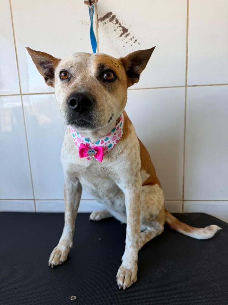 Brisa, cadela de porte médio para adoção em Valinhos - SP — foto 2 de 2