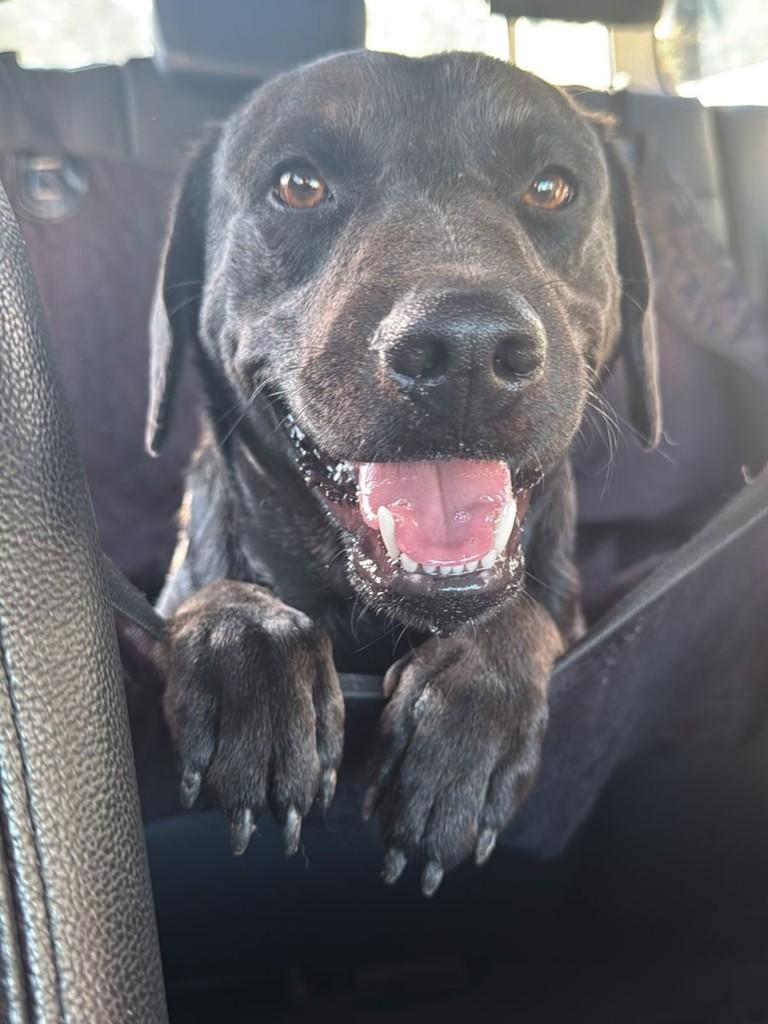 Princeso Eren, cachorro de porte médio para adoção em Valinhos - SP