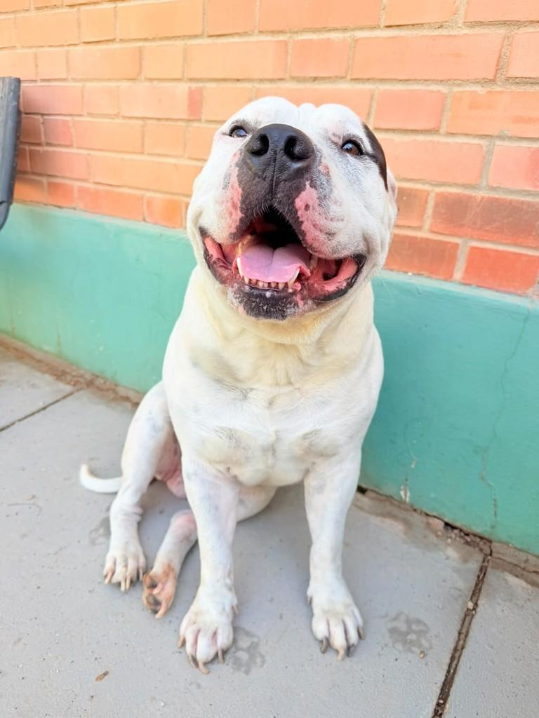Larok, cachorro de porte grande para adoção em Valinhos - SP