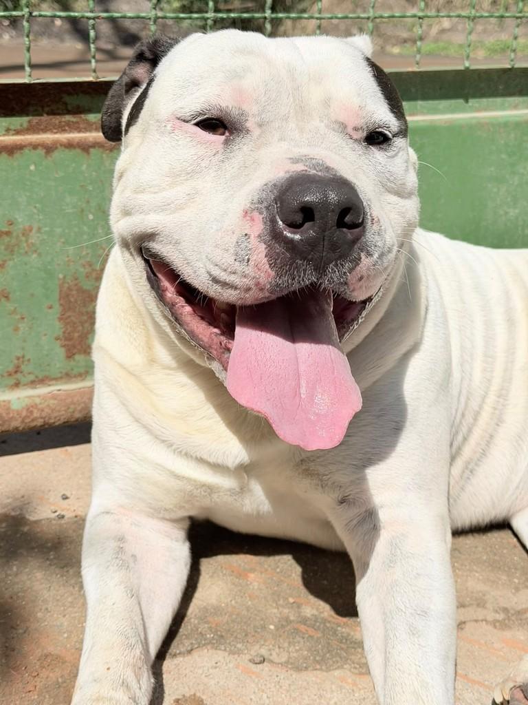 Larok, cachorro de porte grande para adoção em Valinhos - SP — foto 2 de 5