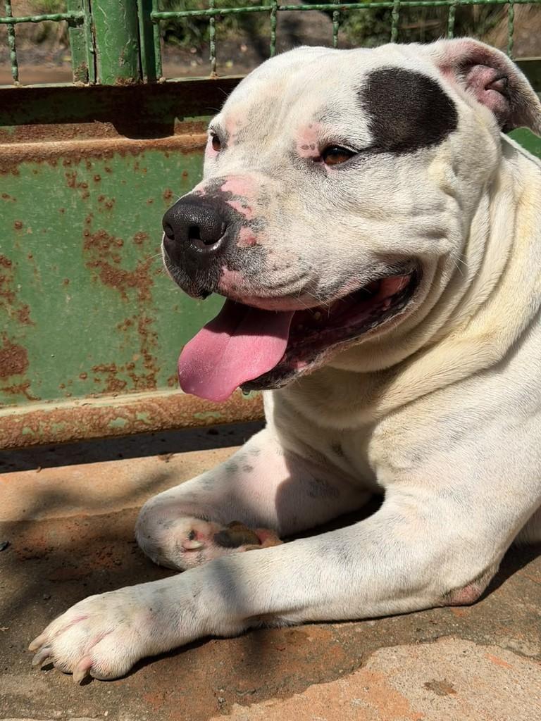 Larok, cachorro de porte grande para adoção em Valinhos - SP — foto 3 de 5