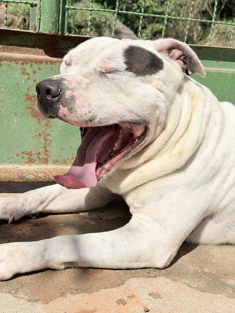 Larok, cachorro de porte grande para adoção em Valinhos - SP — foto 4 de 5