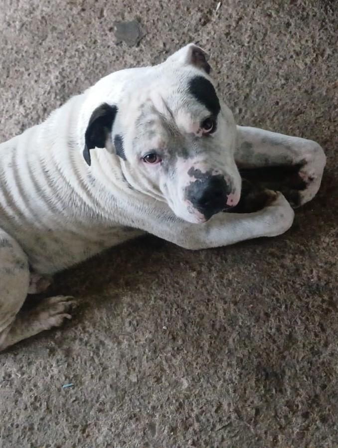 Larok, cachorro de porte grande para adoção em Valinhos - SP — foto 5 de 5