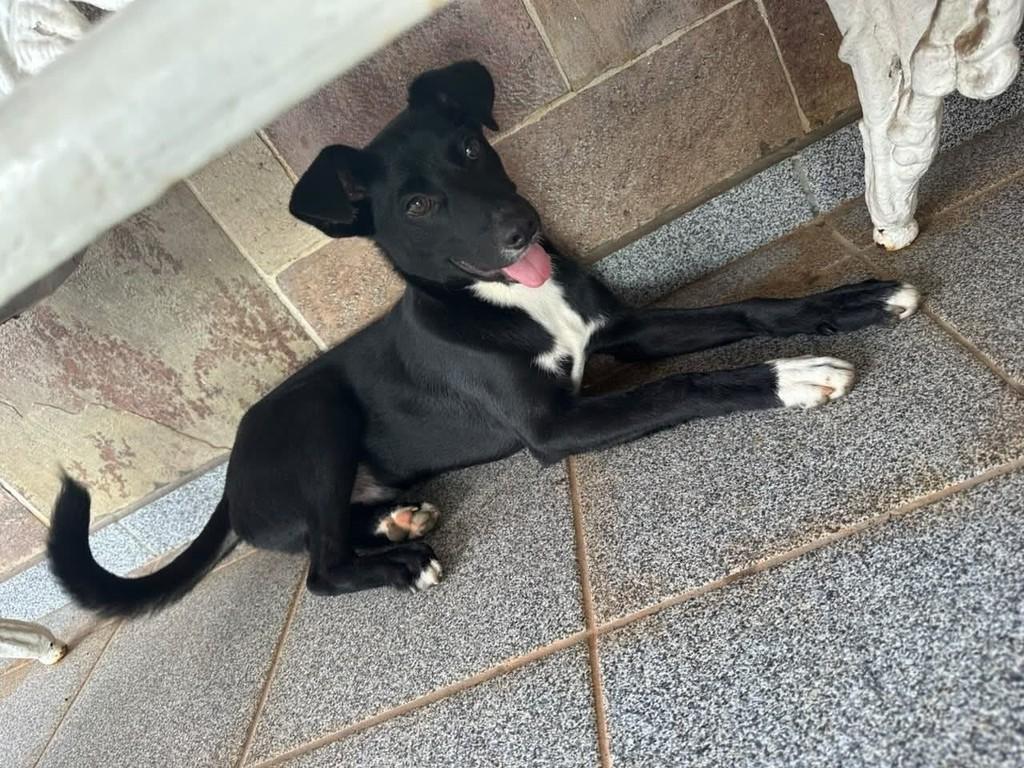 Chaves, cachorro de porte pequeno para adoção em Valinhos - SP