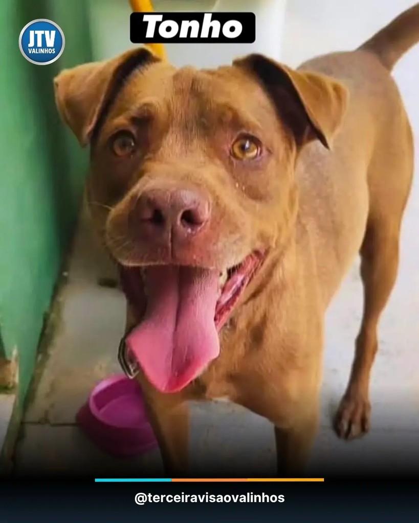 Tonho, cachorro de porte médio para adoção em Valinhos - SP