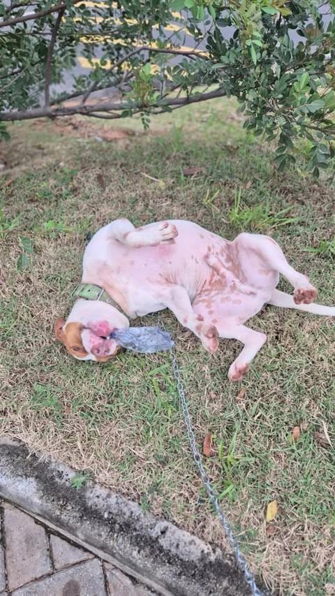 Brad, cachorro de porte médio para adoção em Valinhos - SP
