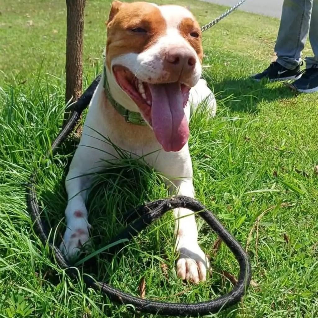 Brad pit, cachorro de porte médio para adoção em Valinhos - SP
