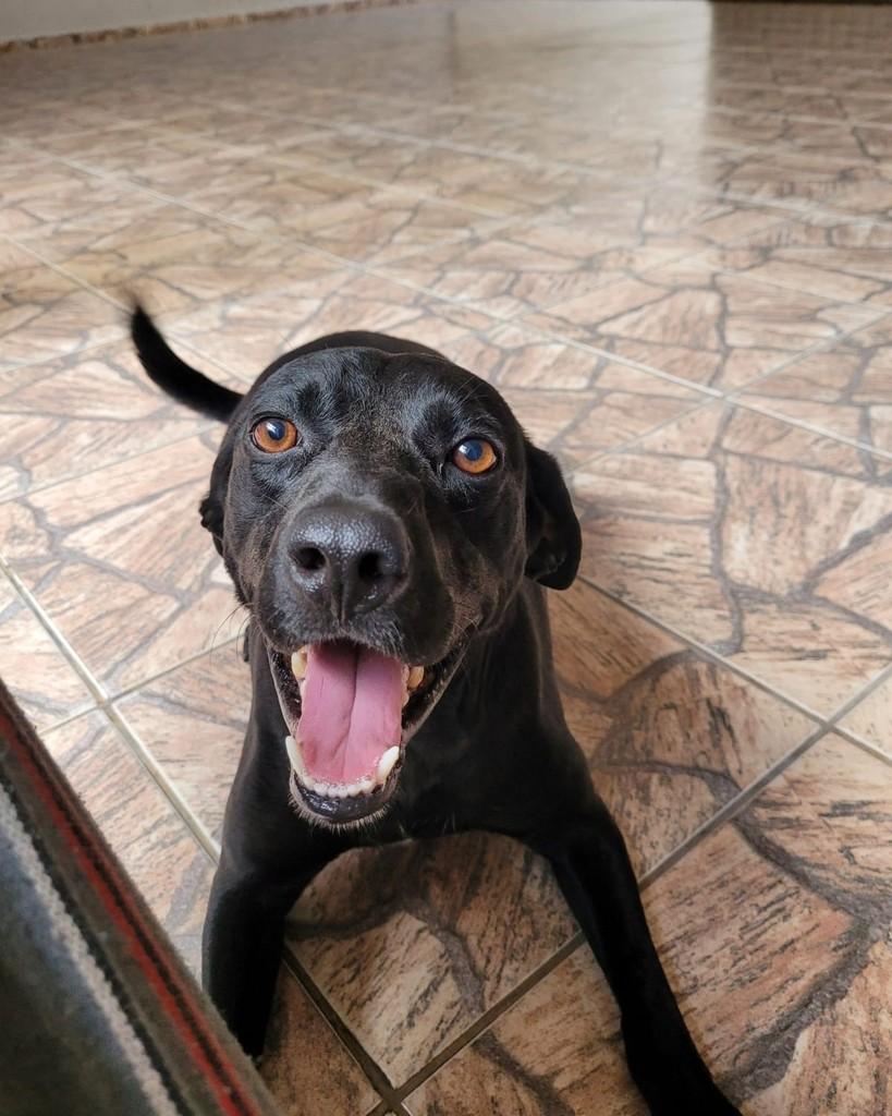 Max, cachorro de porte médio para adoção em Valinhos - SP