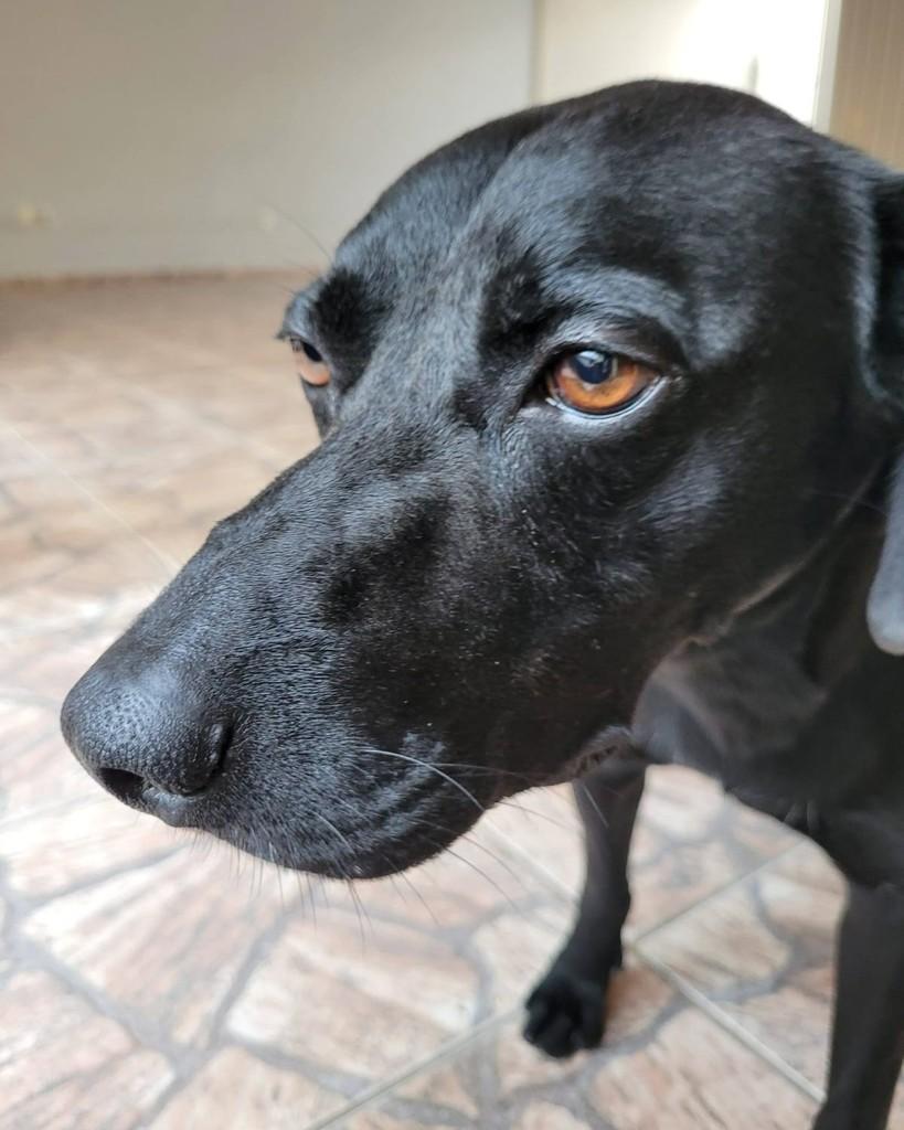 Max, cachorro de porte médio para adoção em Valinhos - SP — foto 2 de 3