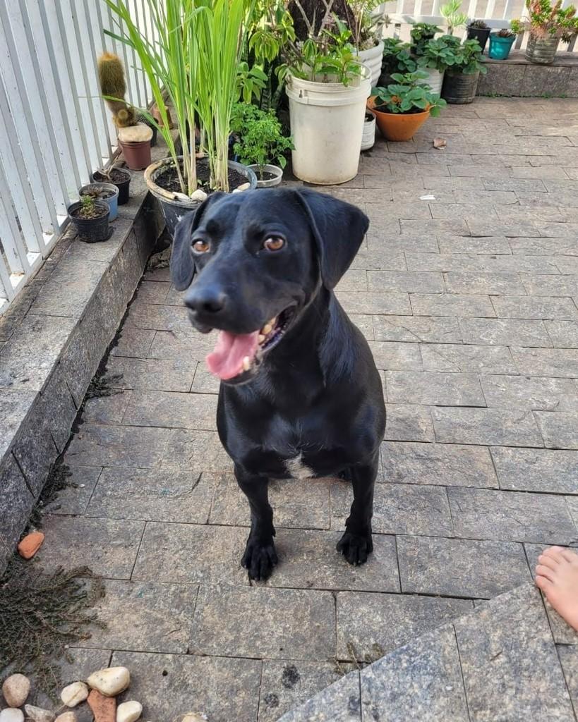 Max, cachorro de porte médio para adoção em Valinhos - SP — foto 3 de 3
