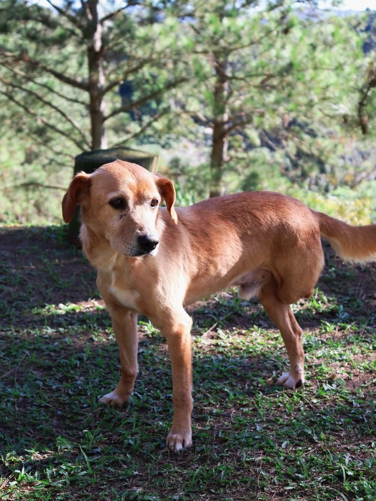 Zé, cachorro de porte pequeno para adoção em São Paulo - SP