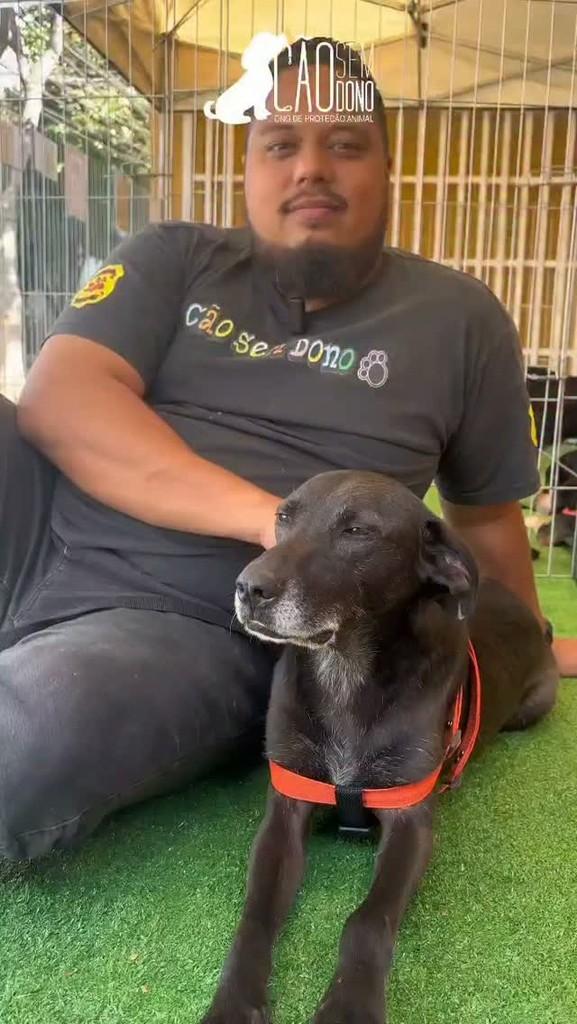 Ronaldo, cachorro de porte médio para adoção em São Paulo - SP