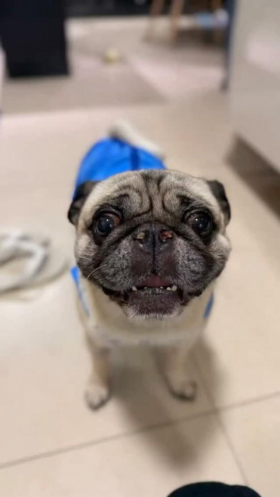 Thor, cachorro de porte pequeno para adoção em São Paulo - SP