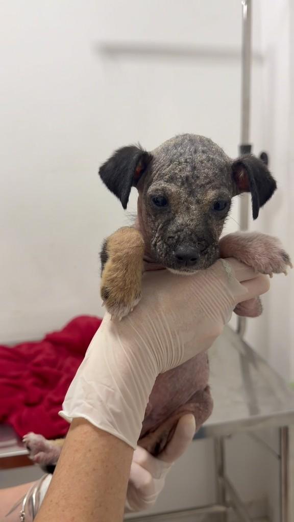 Nero, cachorro de porte pequeno para adoção em São Paulo - SP