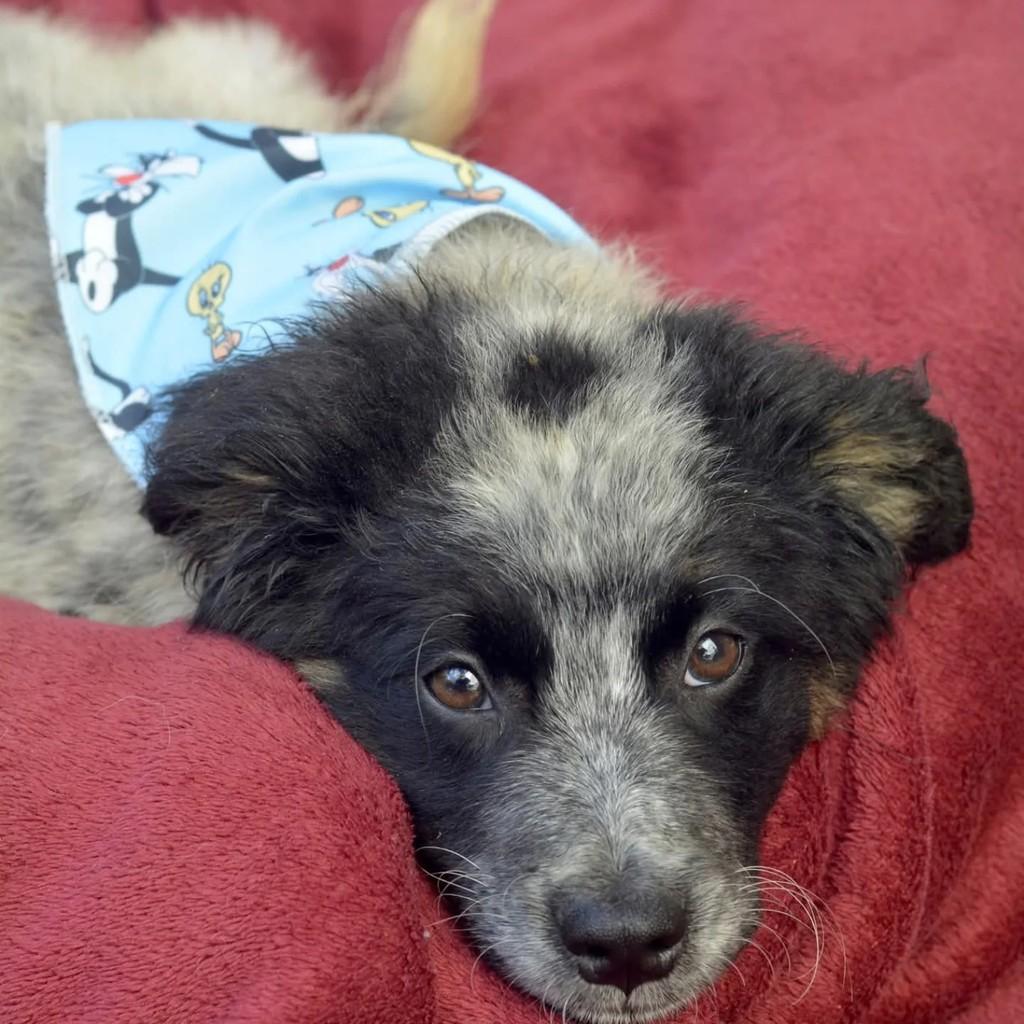 Chico Bento, cachorro de porte pequeno para adoção em São Paulo - SP