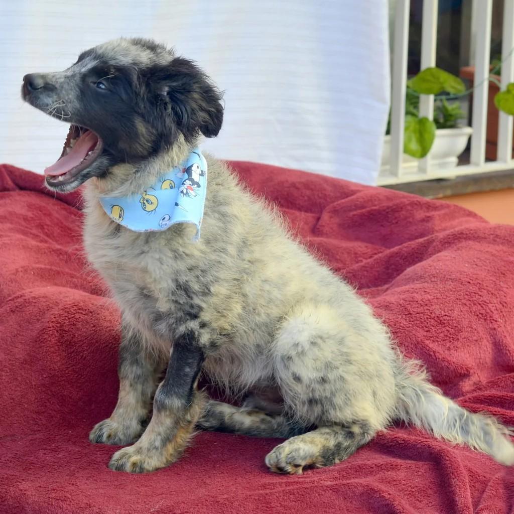 Chico Bento, cachorro de porte pequeno para adoção em São Paulo - SP — foto 2 de 10