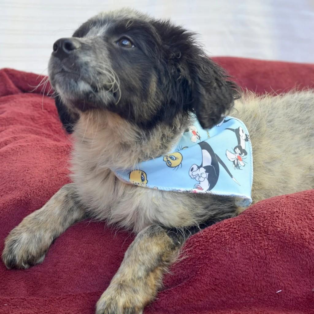 Chico Bento, cachorro de porte pequeno para adoção em São Paulo - SP — foto 4 de 10