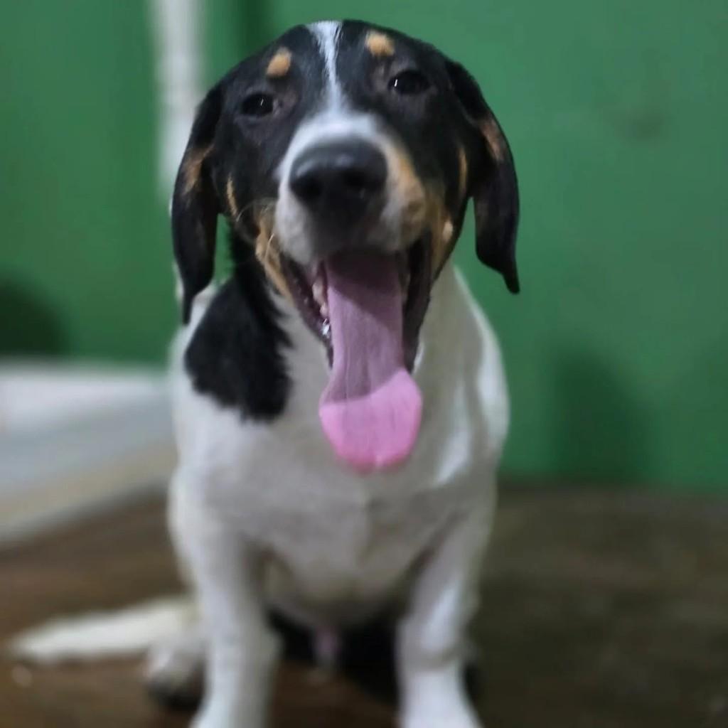 Barney, cachorro de porte médio para adoção em São Paulo - SP