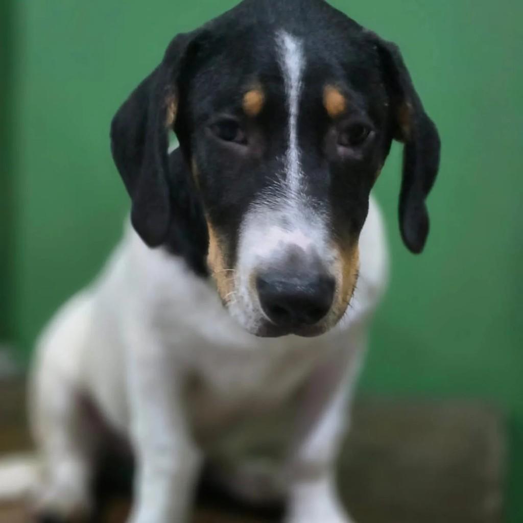 Barney, cachorro de porte médio para adoção em São Paulo - SP — foto 2 de 3