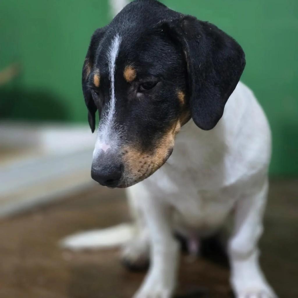 Barney, cachorro de porte médio para adoção em São Paulo - SP — foto 3 de 3