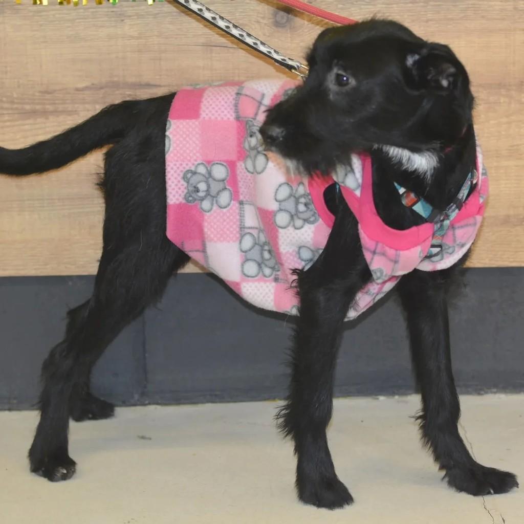 Lua, cadela de porte médio para adoção em São Paulo - SP — foto 3 de 5