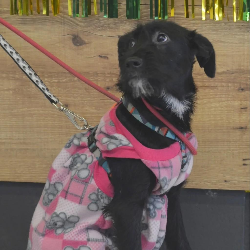 Lua, cadela de porte médio para adoção em São Paulo - SP — foto 5 de 5
