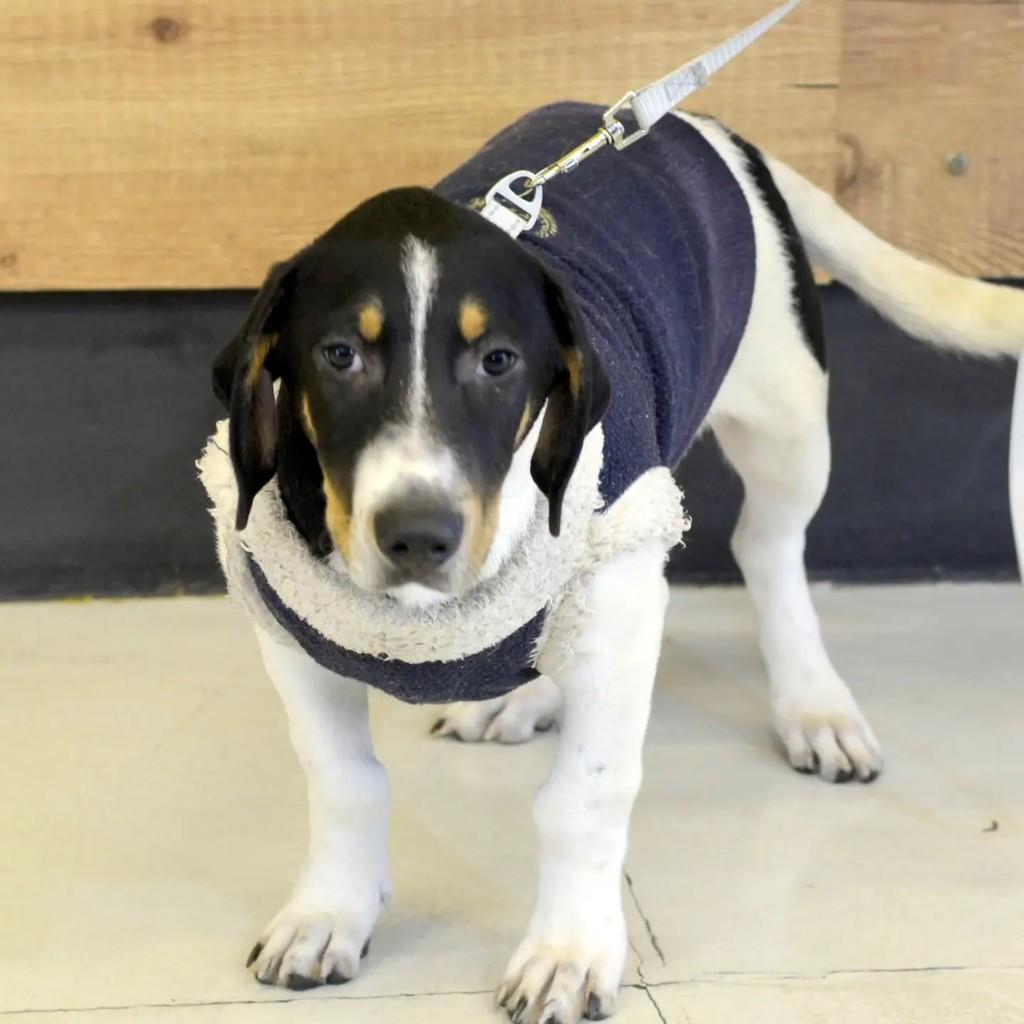 Fred, cachorro de porte pequeno para adoção em São Paulo - SP