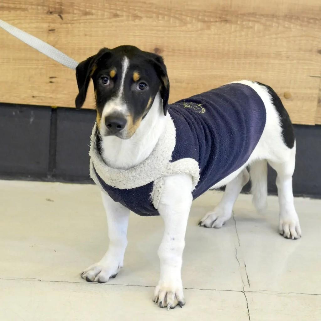 Fred, cachorro de porte pequeno para adoção em São Paulo - SP — foto 2 de 8