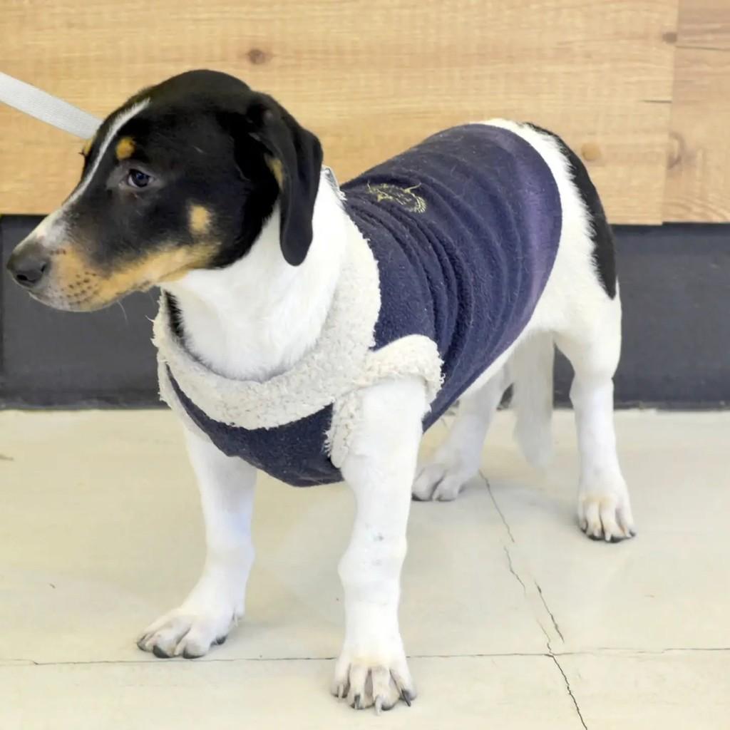 Fred, cachorro de porte pequeno para adoção em São Paulo - SP — foto 3 de 8