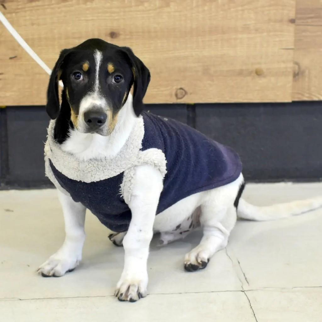 Fred, cachorro de porte pequeno para adoção em São Paulo - SP — foto 4 de 8