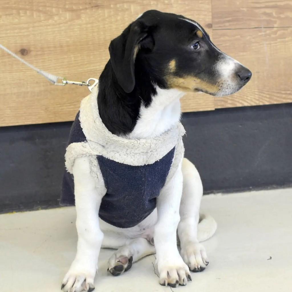 Fred, cachorro de porte pequeno para adoção em São Paulo - SP — foto 5 de 8