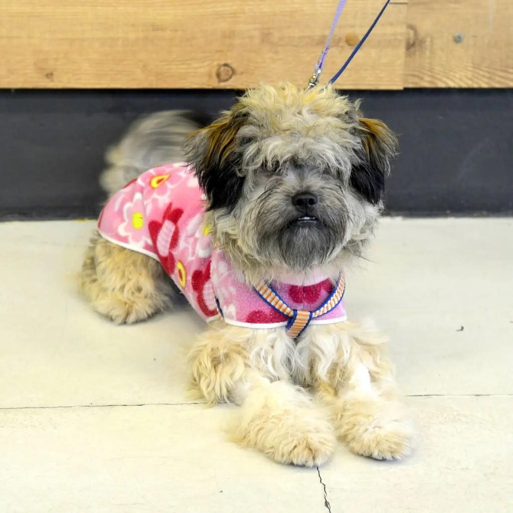 Nicole, cadela de porte pequeno para adoção em São Paulo - SP