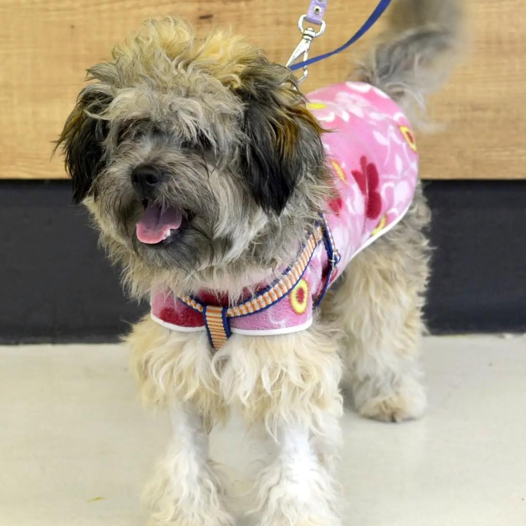 Nicole, cadela de porte pequeno para adoção em São Paulo - SP — foto 2 de 4