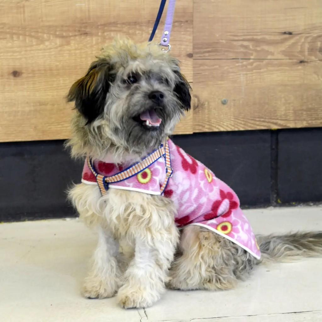 Nicole, cadela de porte pequeno para adoção em São Paulo - SP — foto 4 de 4