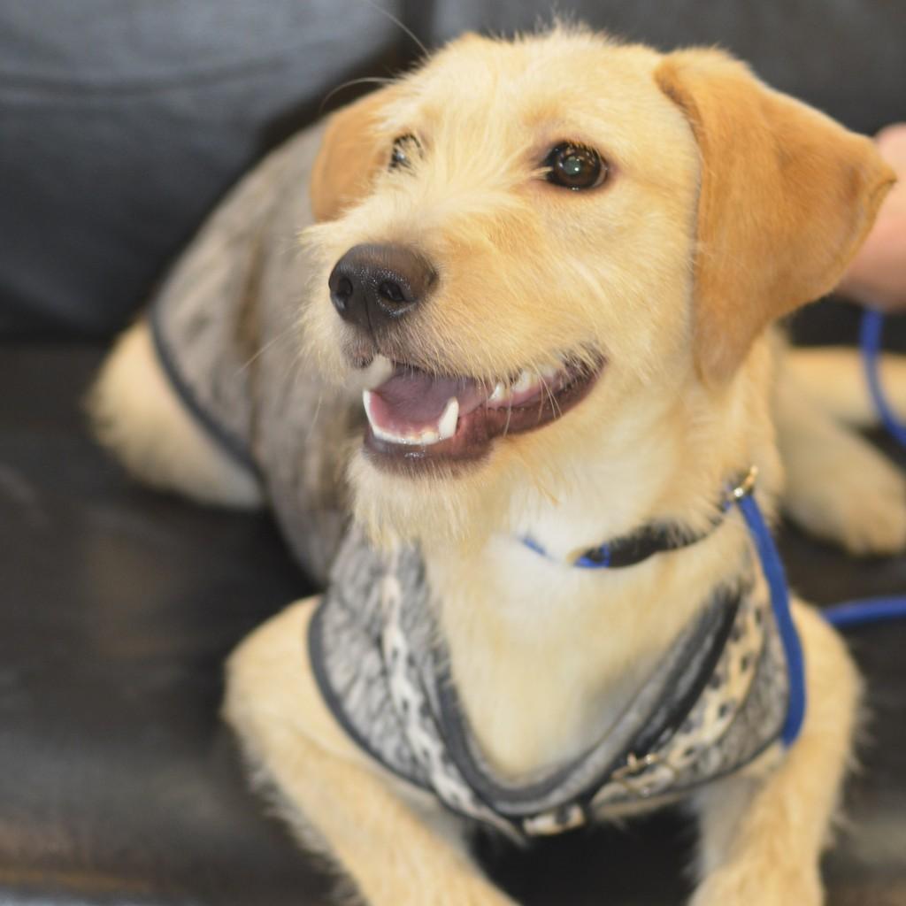 Netuno, cachorro de porte médio para adoção em São Paulo - SP