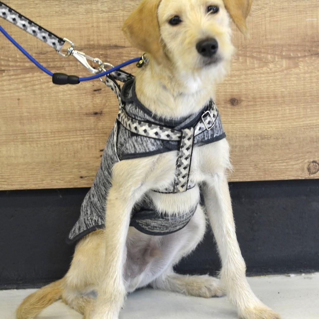 Netuno, cachorro de porte médio para adoção em São Paulo - SP — foto 2 de 8